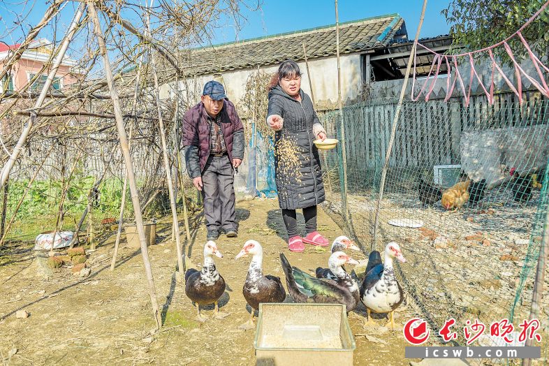 　　望城区靖港镇杨家山村贫困户程凤玲夫妇养殖鸭子，走上脱贫致富路。 