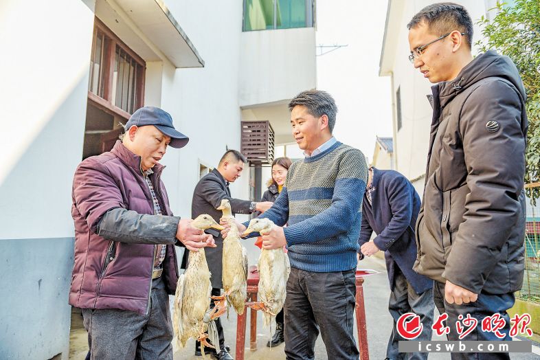 　　长沙市轨道交通集团运营有限公司职工主动上门，采购贫困户程凤玲养殖的鸭子。