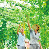 本地菜大量上市 长沙市民“菜篮子”更丰富