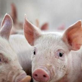 农业农村部：预计下半年猪肉供需关系趋紧，猪价上涨压力较大