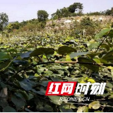 凤凰：科技牵手扶贫 鸭堡洞村产业兴旺“拔穷根”