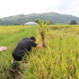 冷水滩：及时开展灾后农情调查 做好气象服务工作