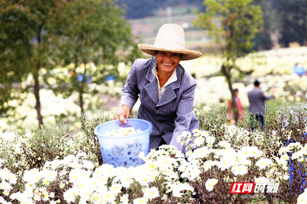 （朱桂花 摄）“菊花”种成致富花 贫苦户喜笑颜开_副本.jpg