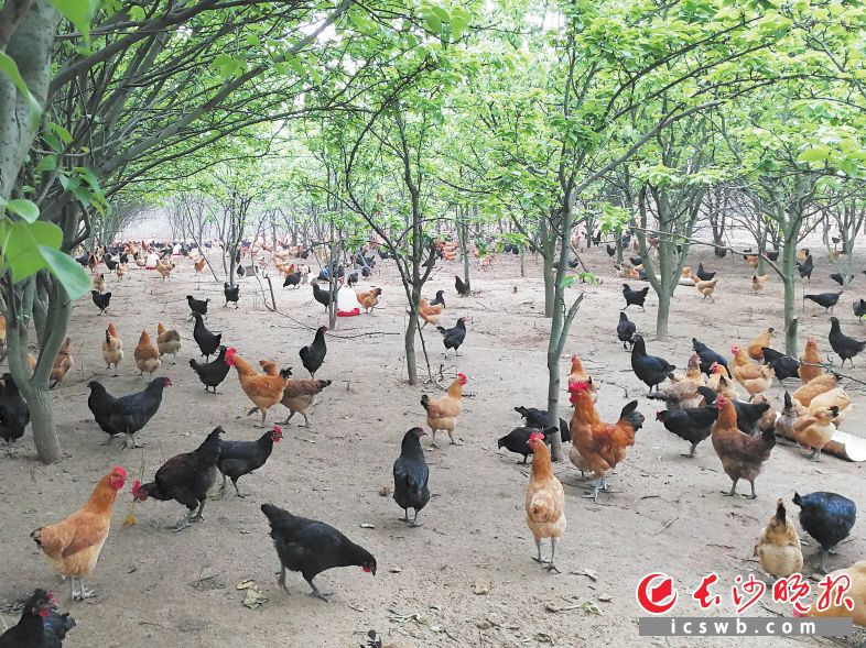 　　在肖灿的“农家大院”里，土鸡在林间自在地觅食。 长沙晚报全媒体记者 张禹 摄