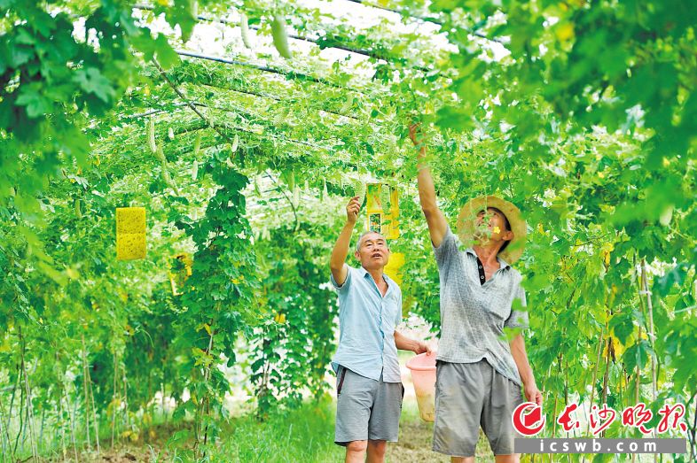 　　本地菜大量上市，图为浏阳普迹蔬菜基地。长沙晚报全媒体记者 王志伟 摄