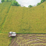湖南衡阳丨洪水退去忙“双抢”