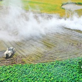 高温“双抢”忙 农忙夏收正当时