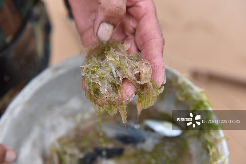 山东省日照海滨国家森林公园内的海边，渔民捕捞到的小虾。