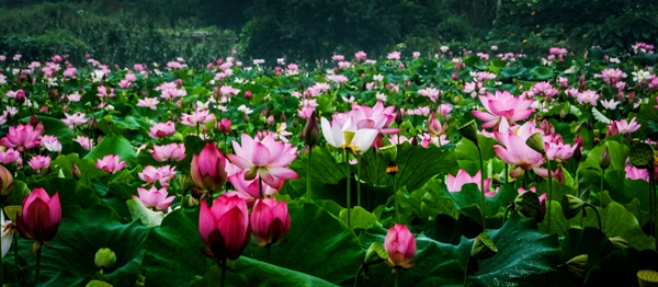 红网时刻7月18日讯 （通讯员 雷振梁） 7月17日新邵坪上镇朗概山村三百亩荷花和向日葵花盛开，荷花、向日葵花，争相竞艳，芬芳馥郁，五彩缤纷，多姿多彩。 雷振梁/摄