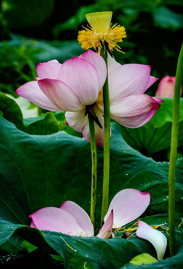 花与花的交炽，花与花的交融，令人赏心悦目，心旷神怡，流连忘返。雷振梁/摄