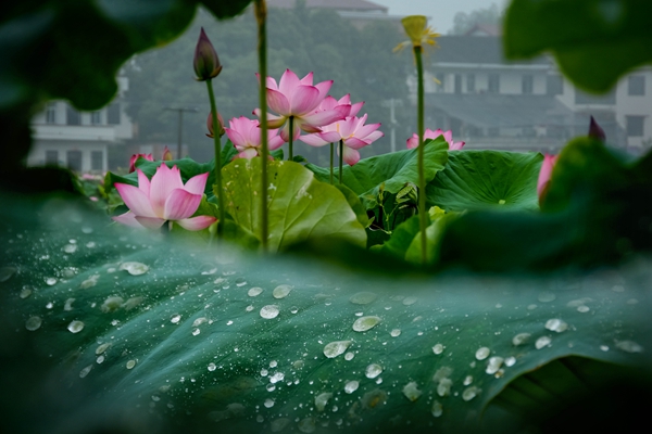 朗概山村近来“以花为媒、以花会友、以花惠民”举办赏花节，带来了大量的游客，拉动了周边的人气，逐步形成 “生态农业+旅游”的乡村发展模式。雷振梁/摄