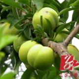 蓝山：开荒山种百亩果园 返乡青年闯出致富路