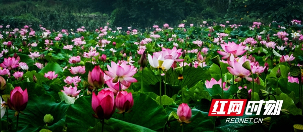 红网时刻7月18日讯 （通讯员 雷振梁） 7月17日新邵坪上镇朗概山村三百亩荷花和向日葵花盛开，荷花、向日葵花，争相竞艳，芬芳馥郁，五彩缤纷，多姿多彩。
