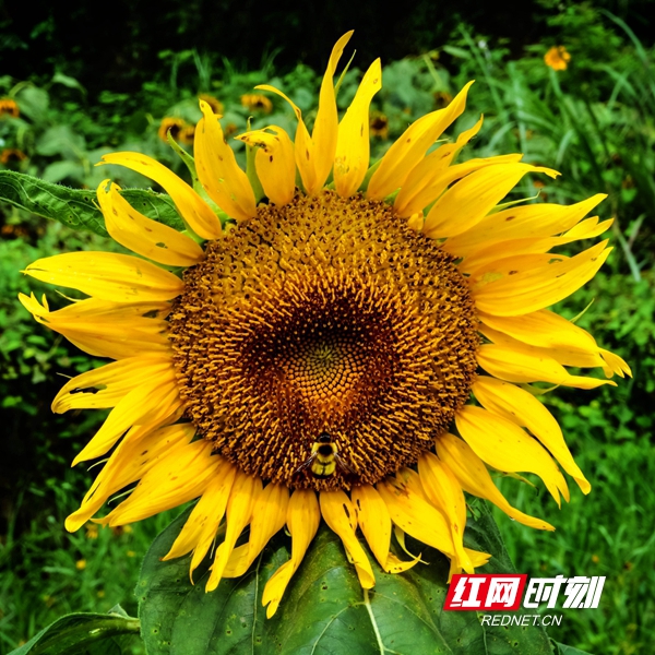 2018年种植了50余亩的向日葵，让荷花、向日葵在朗概山村争相竞艳，让美丽的朗概山村锦上添花。