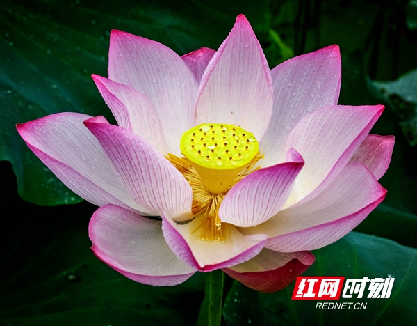 五彩缤纷、绚丽多彩的花儿把美丽的朗概山村装扮的更美更靓更迷人了。
