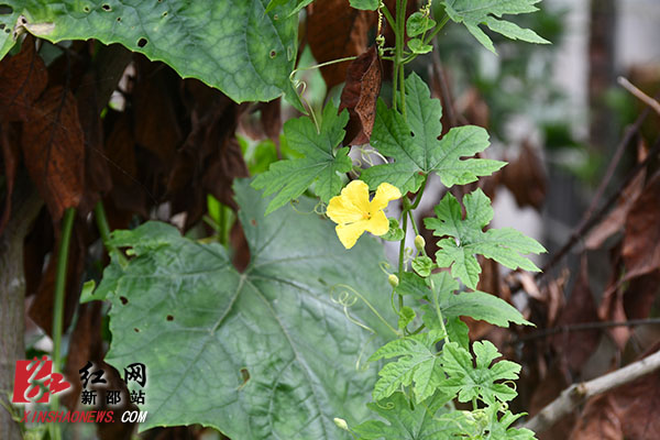 DSC_7234.JPG