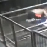 干得漂亮！11岁男孩猪圈写作业顺手接生了7头猪崽