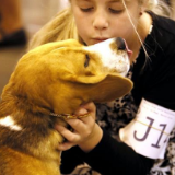 休斯敦举行第42届宠物狗展