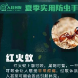 被这虫子叮咬至休克，再晚5分钟到医院就没救了！夏季高发！