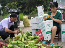 衡山县江东乡：水果玉米采收忙 特色产业助脱贫