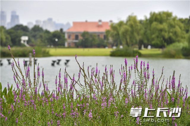 橘子洲未进水区域美丽依旧，预计下周开园迎客。