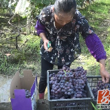 双牌：葡萄熟了 低保户笑了