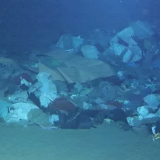 触目惊心！“深海勇士”号目击海底垃圾场