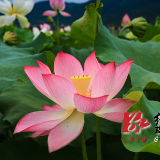 蓝山：​万亩荷花齐开 游人为“荷”而来