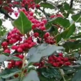 VLOG|敢跟大红袍茶叶同名？我们来甘肃文县一探究竟