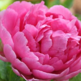 中国花协通报国花网上民意调查情况:牡丹居首位