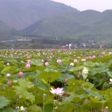 蓝山县雷家岭村：荷花盛开采莲忙