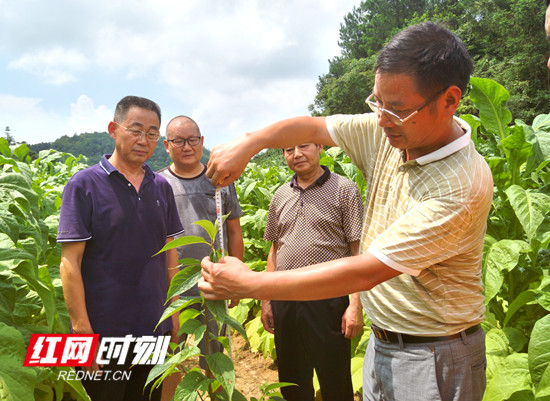 慈利县广福桥镇桃树村：产业帮扶出成效