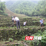 常宁：产业脱贫路上一个都不能少
