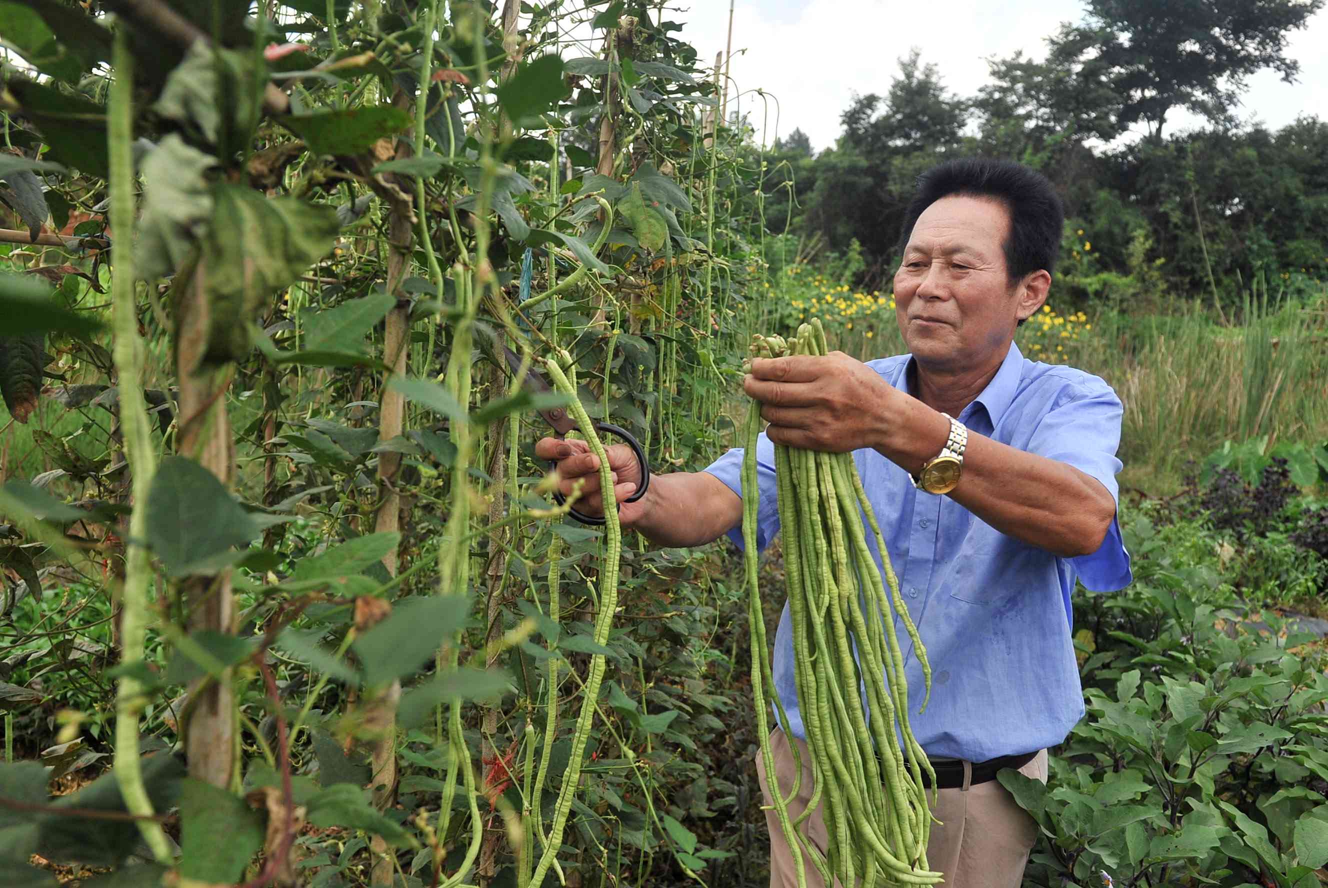 豆角棚架上挂满了长豆角，看到自己的劳动果实，贺庆生的脸上挂满了喜悦。长沙晚报全媒体记者 贺文兵 摄