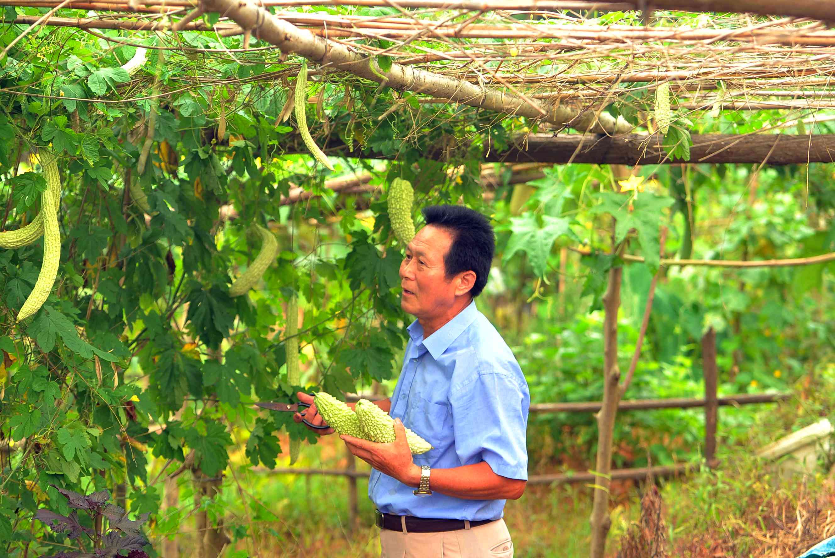 贺庆生在自己的小菜里采摘苦瓜。长沙晚报全媒体记者 贺文兵 摄