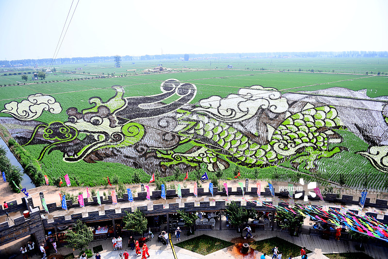 2018年6月18日，沈阳市沈北新区拍摄的“3D稻田画”。