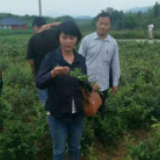 湘西脱贫故事丨候洪萍：“返乡扛锄”种出一片新天地