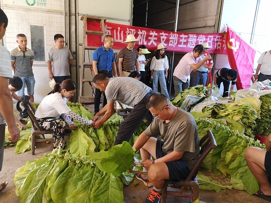 慈利县南山坪乡：机关干部体验烤烟生产