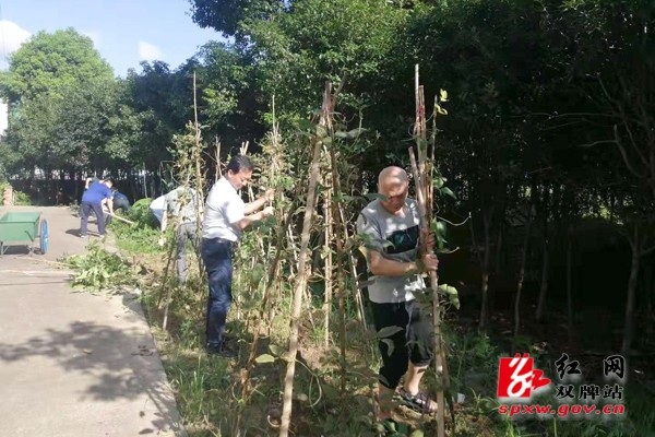 双牌卫健局 拔菜除草 还小区一片洁净