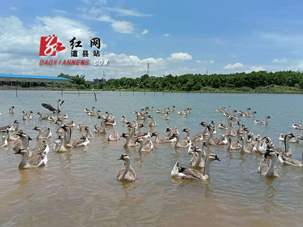 道州灰鹅道县养殖基地图片