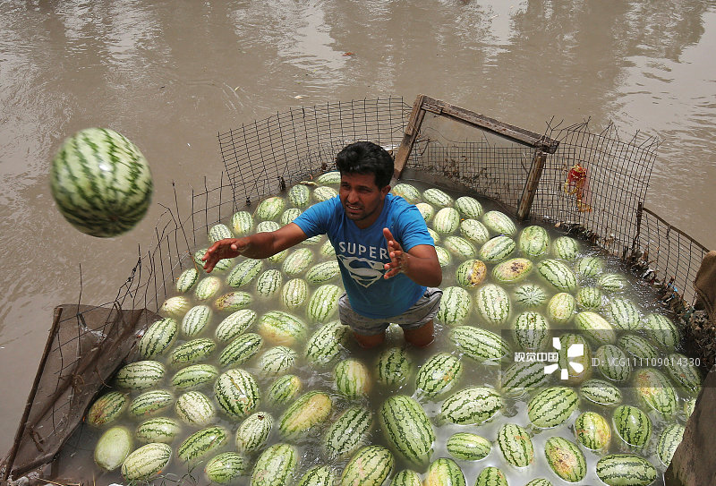 当地时间2017年6月6日，印度查谟，当地迎来高温天气，一名商贩将西瓜泡在水中降温。