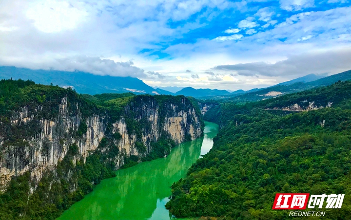 张家界：茅岩河镇成功申报国家农业产业强镇项目 莓茶产业迎来发展黄金期