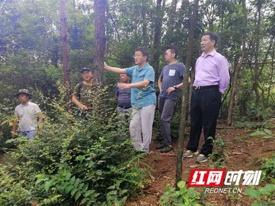 慈利县：国家林业重点研发项目进展顺利