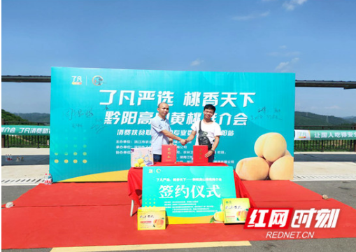 开门红！黔阳黄桃上市喜签百万斤订单