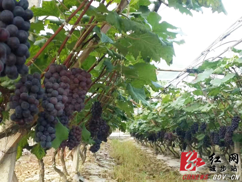 城步举办首届葡萄电商旅游文化节