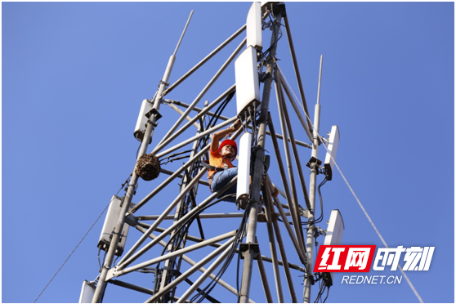 高温下的坚守丨一线通信人：酷暑下的“蜘蛛侠”