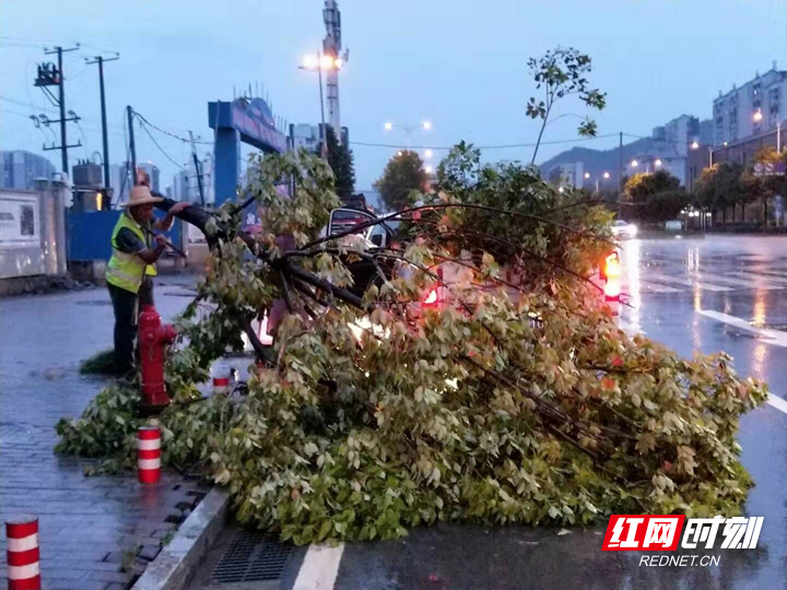 【绿色张家界】行道树被大风刮倒吹断 张家界市园林处迅速清理