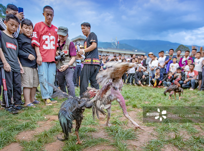 2019年7月26日，四川凉山，普格县西洛乡火把节会场上，斗鸡比赛正在紧张激烈进行。