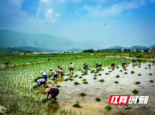 高温下的坚守丨谁知盘中餐，粒粒皆辛苦