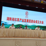 湖南省红茶产业发展促进会成立 伍崇岳当选首任会长兼秘书长